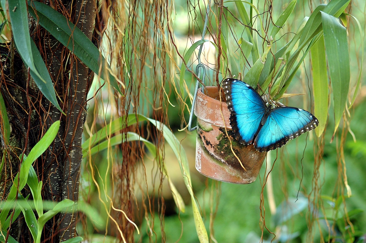 blue morpho, butterfly, wildlife