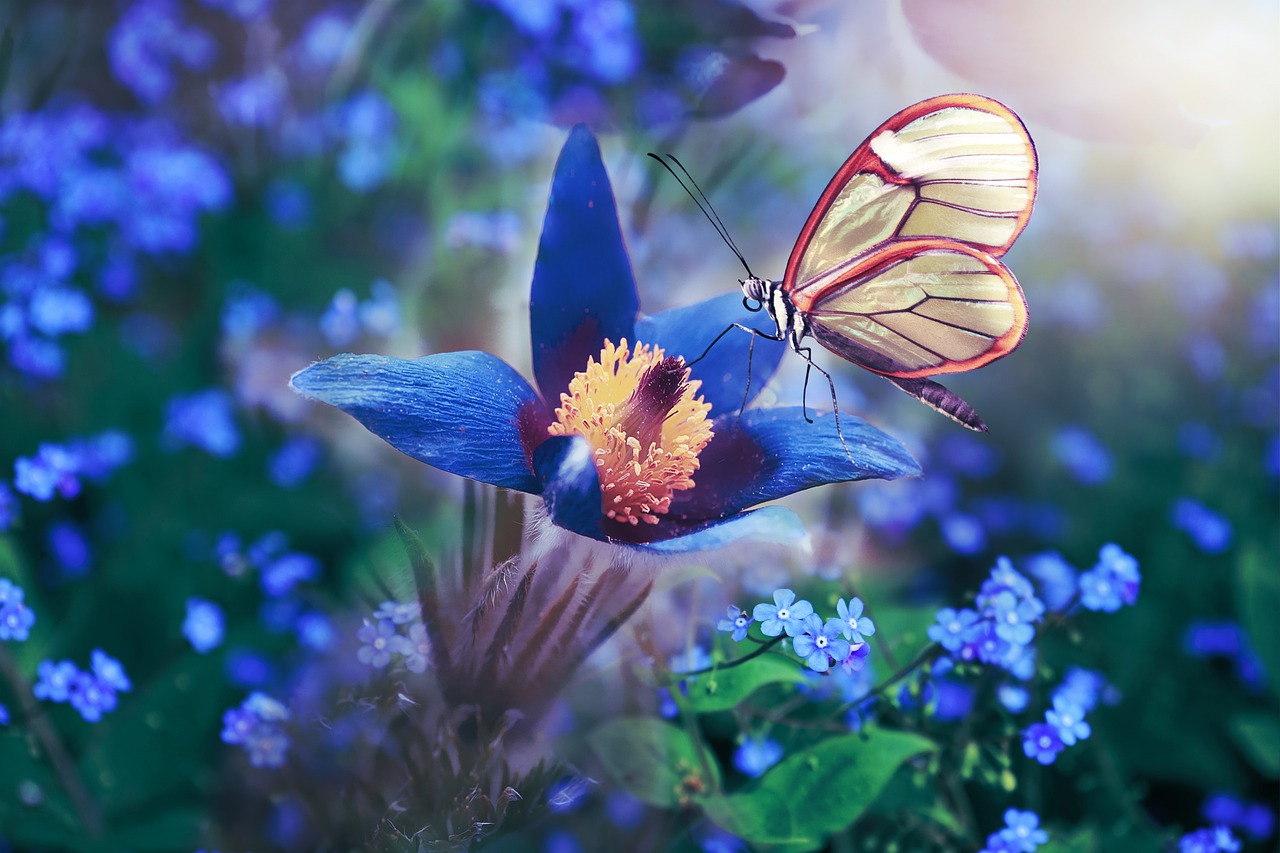 butterfly, flowers, wing